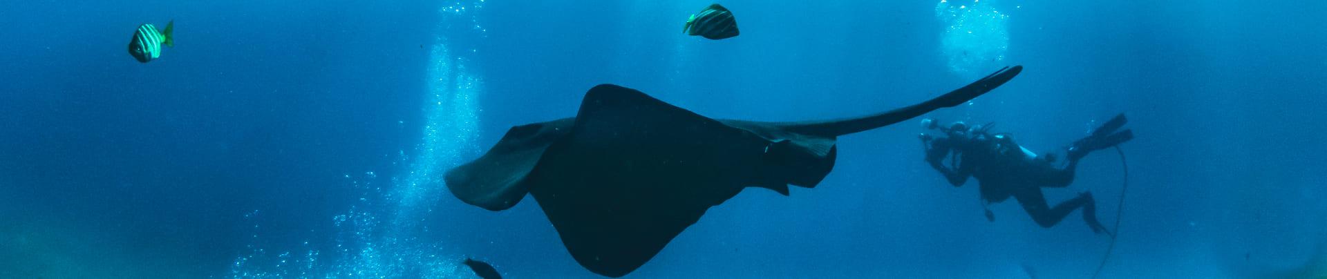 SCUBA Diving - Hillarys Yacht Club